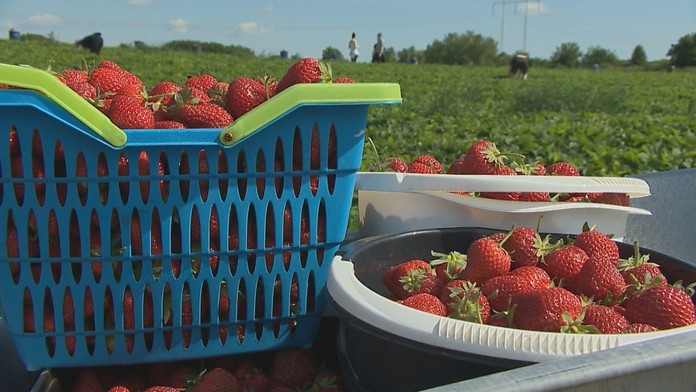 Začala sa sezóna samozberu jahôd. Zisťovali sme, ako sa medziročne zmenili ceny