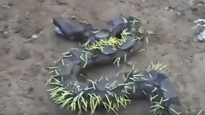 Had zjedol dikobraza.