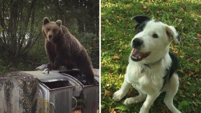 Max je nová zbraň na medvede. 