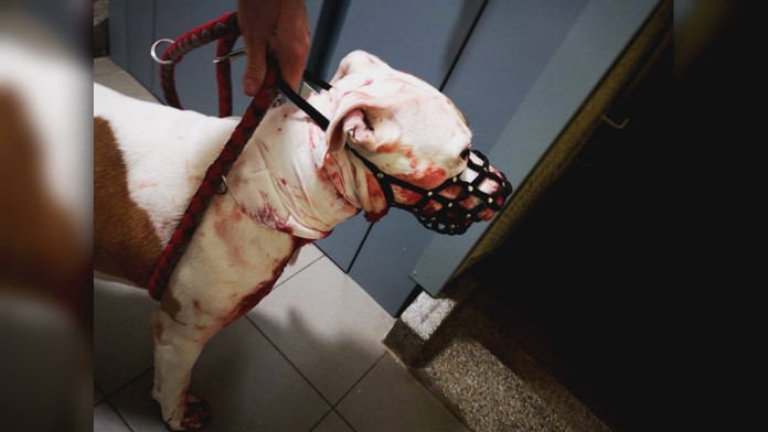 19 Podrezany pes.transfer.jpg_bez_watermarku_1.1.jpg