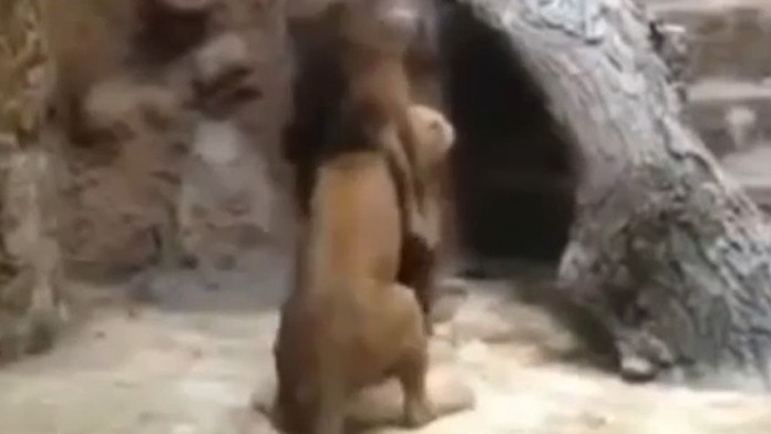 Zdesení návštevníci videli útok leva v priamom prenose