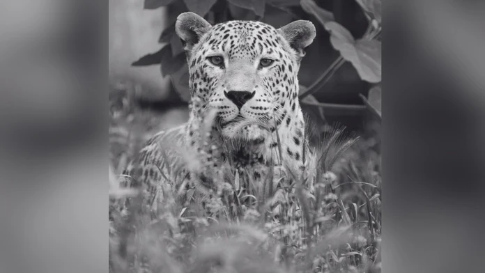 Smutná správa zo ZOO Bojnice. Po 19 rokoch sa navždy rozlúčili s leopardom Hassanom