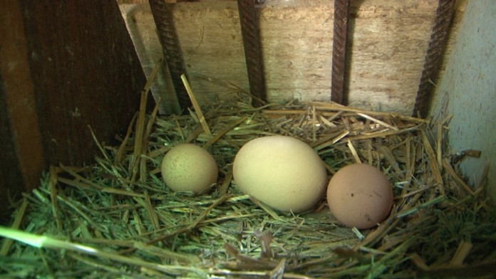 19 PD Velke vajce Ne.transferweb_jpg_bez_watermarku_1.jpg