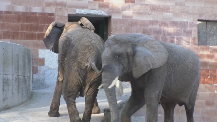Slonice Maja a Gula v bojnickej zoo.