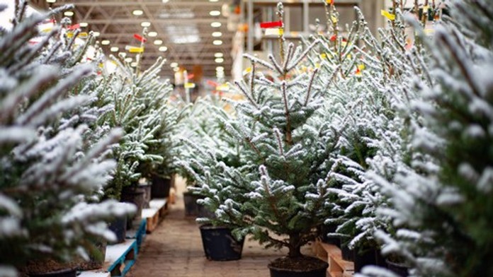 Aký vianočný stromček je najvhodnejší? Odborníčka prezradila ekologickú alternatívu
