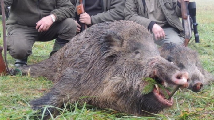 19 MI Diviaky v meste D.transferweb_jpg_bez_watermarku_1.jpg