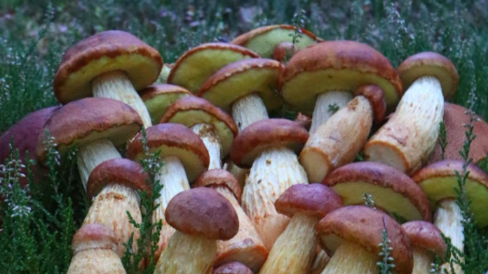 Lesmi v strednej Európe sa čoraz viac šíri nová huba. Hoci je veľmi chutná, odborníci pred ňou varujú