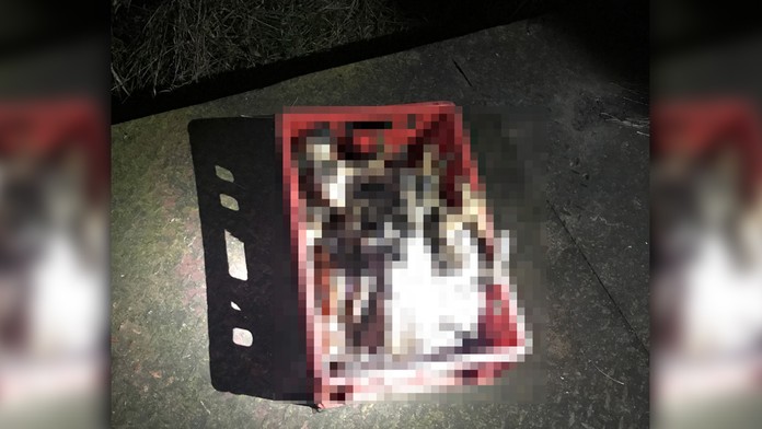 Šokujúci nález na východe Slovenska: Páchateľ zabil šesť šteniatok