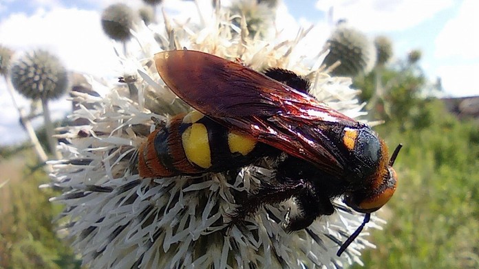 Megascolia maculata