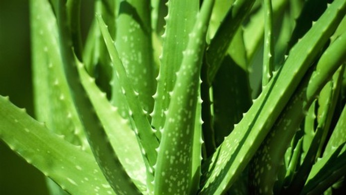 Účinný pomocník v boji proti Alzheimerovej chorobe. Obľúbenú rastlinu niektorí používajú každý deň