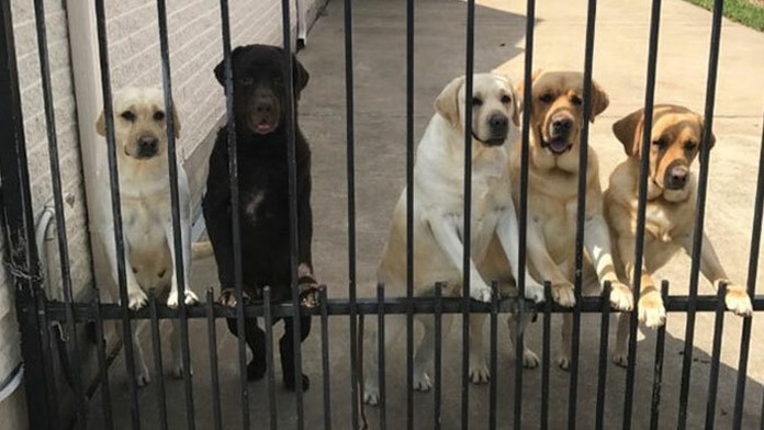 Domáci miláčikovia Aarona Hernandeza