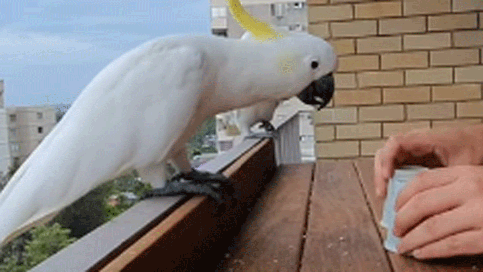 Bez-názvu.gif