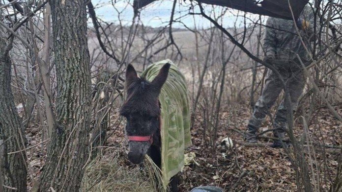 VIDEO: Kríza ruskej logistiky sa prehlbuje, na front opäť nasadili oslíkov. Zvieratá majú nahradiť vozidlá