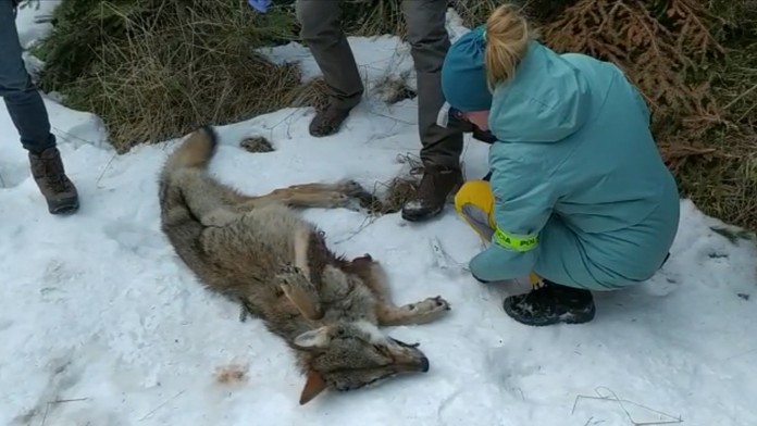 V Starom Smokovci niekto postrelil vlčicu. Zviera umieralo krutou smrťou