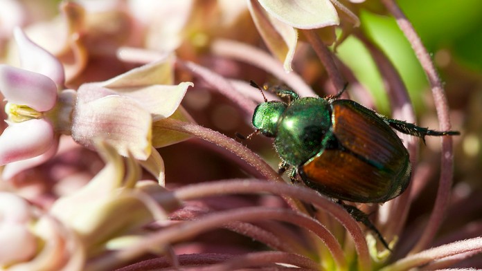 Na snímke japonský chrobák.