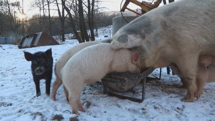 Ošípané na farme, na ktoré dostala dotáciu firma, v ktorej pracoval Milan Kyseľ.