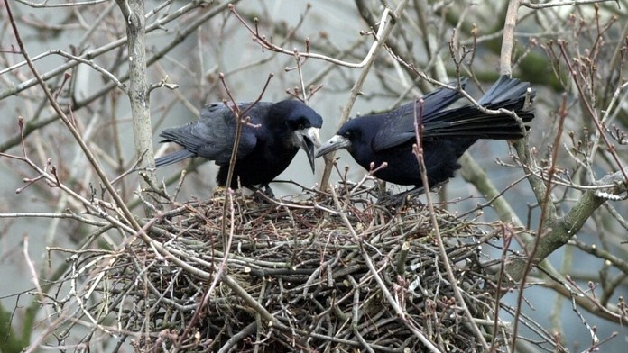 Havran - ilustračné foto.