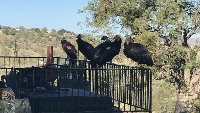 Kondory obsadili dom v USA