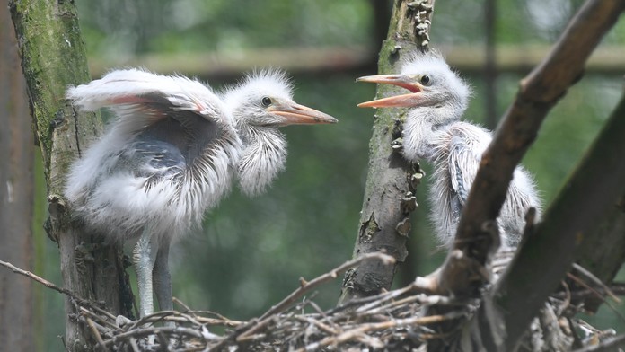 Volavky - ilustračná snímka