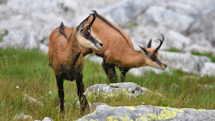 Kamzíky vrchovské tatranské sa pasú v doline pod Jahňacím štítom vo Vysokých Tatrách 