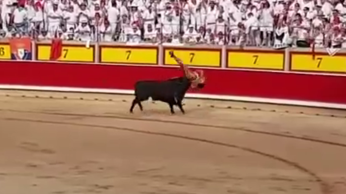 Toreadora nabral býk rovno v oblasti genitálií