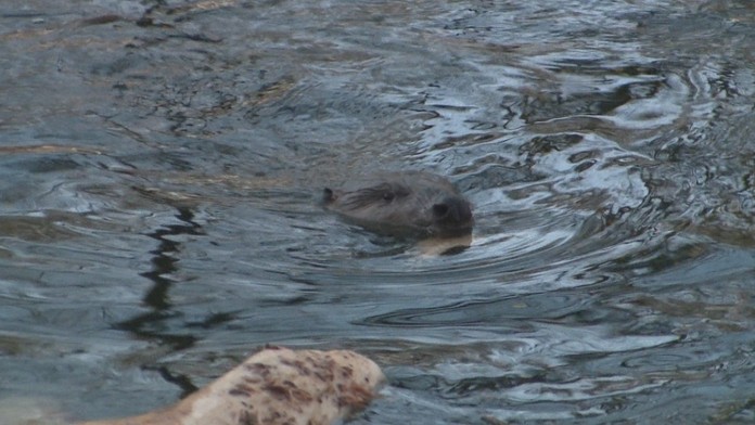 Bobor vyčína v nitrianskom parku.
