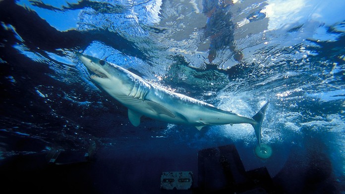 Žralok mako.