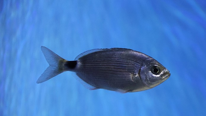 Oblada sivá - ilustračná snímka