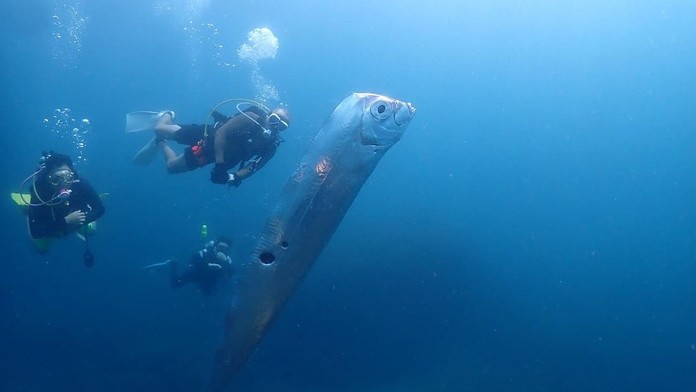 VIDEO: Pri pobreží Taiwanu spozorovali jedného z najzáhadnejších morských tvorov. Na tele mal okrúhle rany