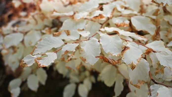 Ako auto bez motora. Unikátny strom v Česku, ktorý na prvý pohľad popiera zákony prírody, fascinuje vedcov