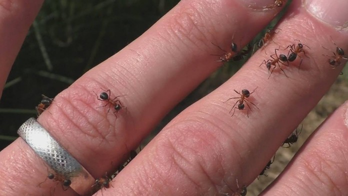 Mravce na Horehroní.