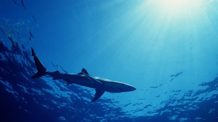 VIDEO: Obrovský žralok len kúsok od Korfu. Takého som ešte nikdy nevidel, prezradil rybár