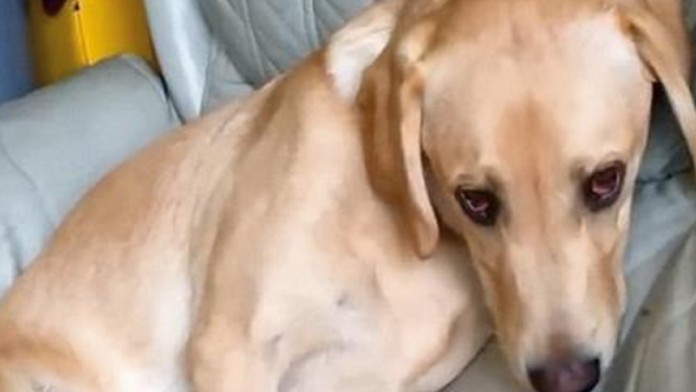 Psík zožral marihuanu.