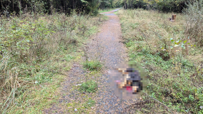 Psa mal poľovník zastreliť priamo pred ich očami.