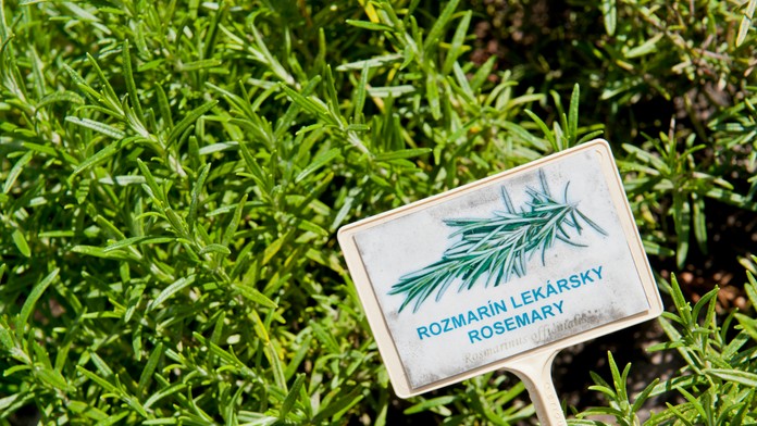 Zdravotné výhody rozmarínu: Stredomorská bylina totiž ponúka viac, než by ste čakali