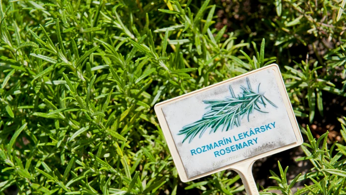 Zdravotné výhody rozmarínu: Stredomorská bylina totiž ponúka viac, než by ste čakali