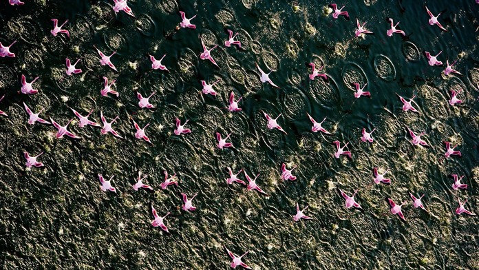 Plameniaky - ilustračné foto..jpg