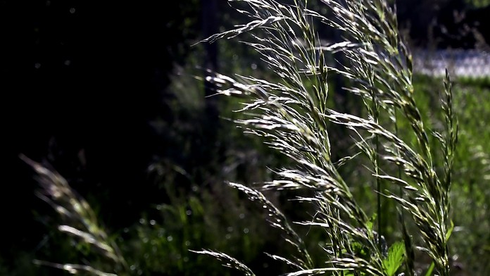 Alergici, pozor. Peľ brezy je stále veľmi silný a prichádza ďalší problém