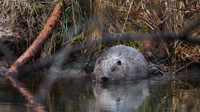 Bobry predbehli štát a ušetrili mu desiatky miliónov. Vodné dielo v českých Brdoch zaujalo novinárov z celého sveta
