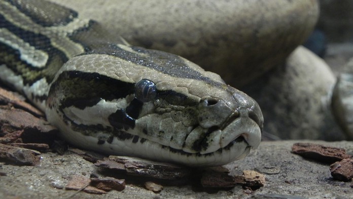 Pytón (ilustračná snímka)