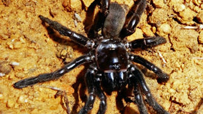 Najstarší pavúk na svete