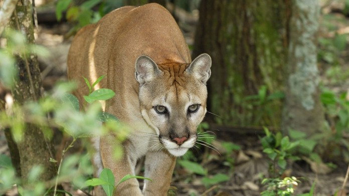 Puma (ilustračná snímka)