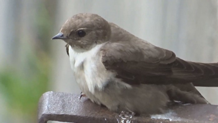 Ornitologický úkaz.