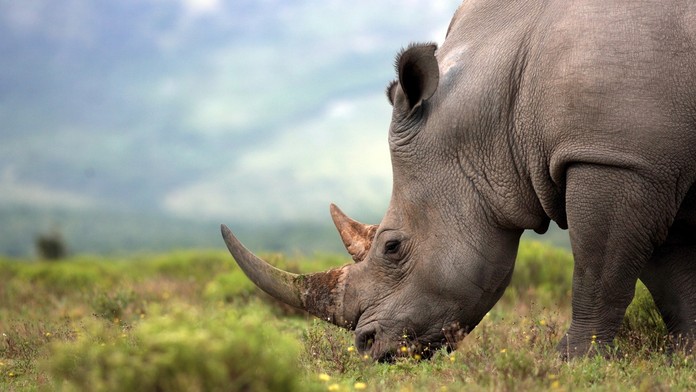 Ben Chilwell z Leicesteru reaguje proti Liverpoolu.