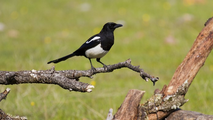 Straka obyčajná (Pica Pica)