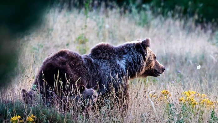 Medveď marsický, typický druh vyskytujúci sa v strednom Taliansku. 