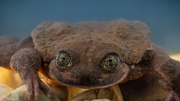 Žabiak Rómeo druhu Sehuencas