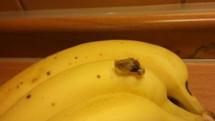 Nejde o jedovatého pavúka, ale aj tak je to nepríjemný nález.