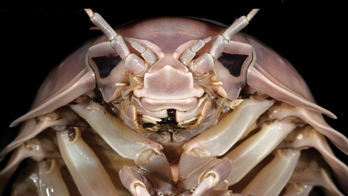 Vedci objavili gigantického článkonožca, ktorého hlava nápadne pripomína slávneho filmového zloducha