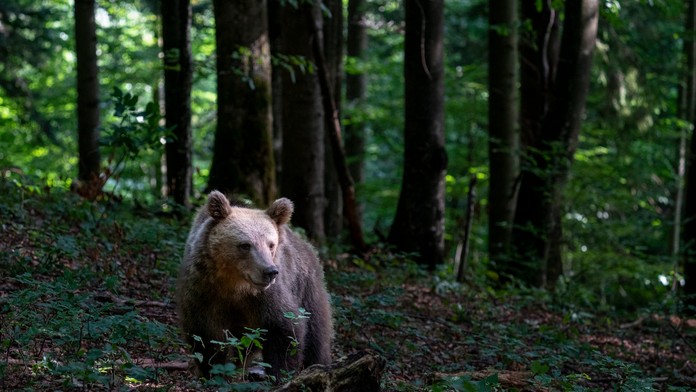 Slovinka bojuje o život po útoku medveďa. Incident sa odohral krátko po schválení masového odstrelu týchto šeliem